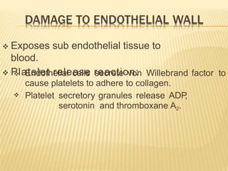  Exposes sub endothelial tissue to
blood.
 Platelet release reaction:

 Endothelial cells secrete von Willebrand factor to
cause platelets to adhere to collagen.
Platelet secretory granules release ADP
,
serotonin and thromboxane A2.
 