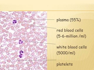plasma (55%)
red blood cells
(5-6-million /ml)
white blood cells
(5000/ml)
platelets
 