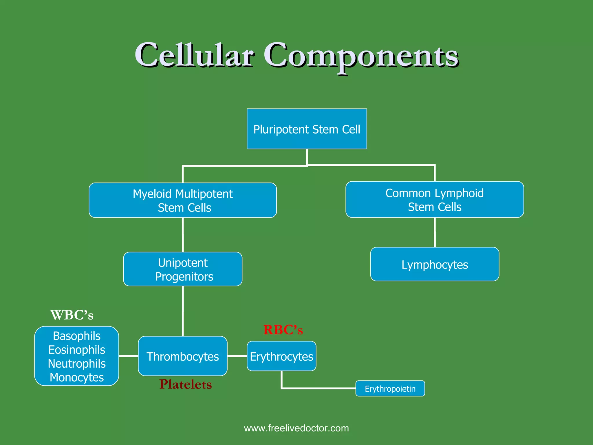 Unipotent Introduction to hematology | PPT