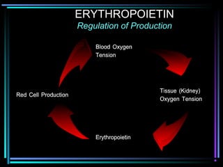 ERYTHROPOIETIN
Regulation of Production
 