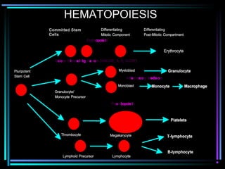 HEMATOPOIESIS
Committed Stem
Cells
 