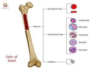Cells of
blood
 