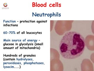 Blood cells
Neutrophils
Function – protection against
infections
60-70% of all leucocytes
Main source of energy –
glucose in glycolysis (small
amount of mitochondria)
Hundreds of granules
(contain hydrolyses,
peroxidases, phosphatases,
lysocim....)
 