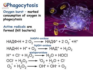 Phagocytosis
Oxygen burst – marked
consumption of oxygen in
phagocytosis
Active radicals are
formed (kill bacteria)
NАDPН-оxidase
NADН-оxidase
mieloperoxidase
 