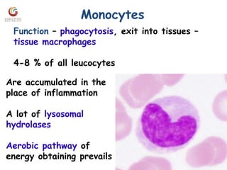 Monocytes
Function – phagocytosis, exit into tissues –
tissue macrophages
4-8 % of all leucocytes
Are accumulated in the
place of inflammation
A lot of lysosomal
hydrolases
Aerobic pathway of
energy obtaining prevails
 