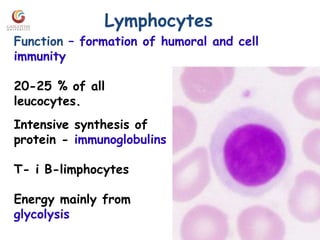 Lymphocytes
Function – formation of humoral and cell
immunity
20-25 % of all
leucocytes.
Intensive synthesis of
protein - immunoglobulins
Т- і В-limphocytes
Energy mainly from
glycolysis
 