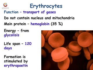 Erythrocytes
Function – transport of gases
Do not contain nucleus and mitochondria
Main protein – hemoglobin (35 %)
Energy – from
glycolisis
Life span – 120
days
Formation is
stimulated by
erythropoetin
 