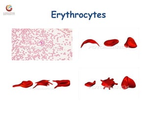 Erythrocytes
 