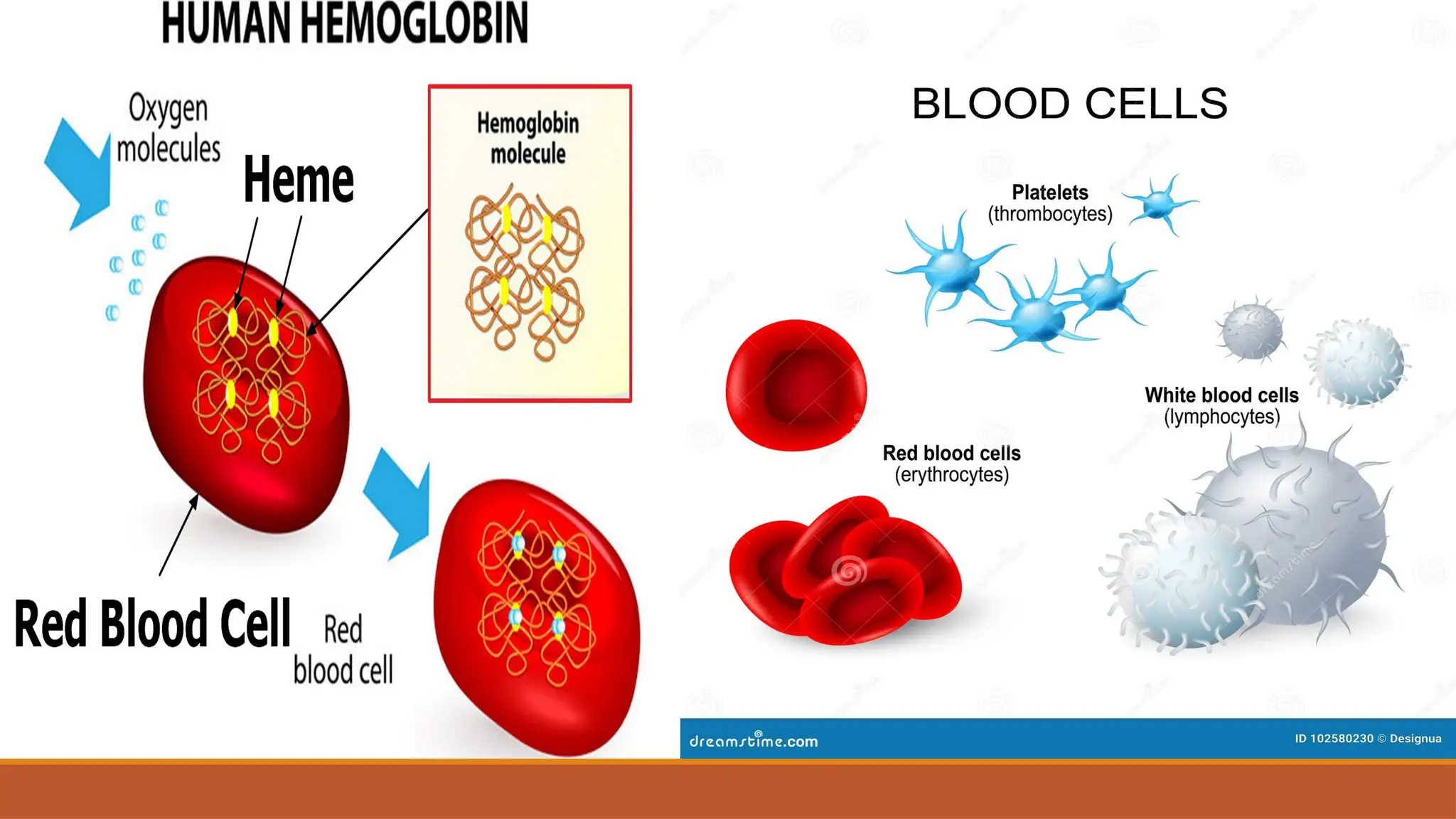 Introduction to Hematology.pptxhjghdhftf | PPTX