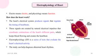JULY 29, 2026 10
Electrophysiology of Heart
• Electro means electric, and physiology means function.
How does the heart work?
• The heart's electrical system produces signals that regulate
the timing of heartbeats.
• These signals are created by natural electrical impulses that
coordinate contractions of the heart's different parts, which
keeps blood flowing and creates the heartbeat.
• Electrophysiology (EP) is a series of tests that evaluate the
heart’s electrical activity.
• The study can help diagnose abnormal heart rhythms.
 