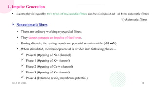 JULY 29, 2026 12
• These are ordinary working myocardial fibres.
• They cannot generate an impulse of their own.
• During diastole, the resting membrane potential remains stable (-90 mV).
• When stimulated, membrane potential is divided into following phases –
 Phase 0 (Opening of Na+ channel)
 Phase 1 (Opening of K+ channel)
 Phase 2 (Opening of Ca++ channel)
 Phase 3 (Opening of K+ channel)
 Phase 4 (Return to resting membrane potential)
1. Impulse Generation
 Nonautomatic fibres
• Electrophysiologically, two types of myocardial fibres can be distinguished – a) Non-automatic fibres
b) Automatic fibres
 