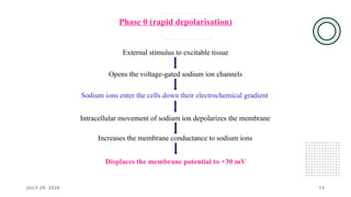 JULY 29, 2026 13
Phase 0 (rapid depolarisation)
External stimulus to excitable tissue
Opens the voltage-gated sodium ion channels
Sodium ions enter the cells down their electrochemical gradient
Displaces the membrane potential to +30 mV
Intracellular movement of sodium ion depolarizes the membrane
Increases the membrane conductance to sodium ions
 