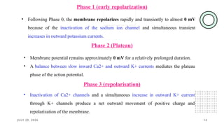 JULY 29, 2026 14
Phase 1 (early repolarization)
• Following Phase 0, the membrane repolarizes rapidly and transiently to almost 0 mV
because of the inactivation of the sodium ion channel and simultaneous transient
increases in outward potassium currents.
Phase 2 (Plateau)
• Membrane potential remains approximately 0 mV for a relatively prolonged duration.
• A balance between slow inward Ca2+ and outward K+ currents mediates the plateau
phase of the action potential.
Phase 3 (repolarisation)
• Inactivation of Ca2+ channels and a simultaneous increase in outward K+ current
through K+ channels produce a net outward movement of positive charge and
repolarization of the membrane.
 