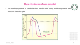 JULY 29, 2026 15
• The membrane potential of ventricular fibers remains at the resting membrane potential until
the cell is simulated again.
Phase 4 (resting membrane potential)
 