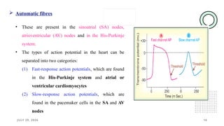 JULY 29, 2026 16
• These are present in the sinoatrial (SA) nodes,
atrioventricular (AV) nodes and in the His-Purkinje
system.
• The types of action potential in the heart can be
separated into two categories:
(1) Fast-response action potentials, which are found
in the His-Purkinje system and atrial or
ventricular cardiomyocytes
(2) Slow-response action potentials, which are
found in the pacemaker cells in the SA and AV
nodes
 Automatic fibres
 