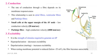 JULY 29, 2026 17
2. Conduction
• The rate of conduction through a fibre depends on its
membrane responsiveness
• This relationship is seen in atrial fibres, ventricular fibres
and Purkinje fibres
• Small cells at the upper margin of the AV node - low
conduction velocity (20 mm/sec)
• Purkinje fibre – high conduction velocity (4000 mm/sec)
3. Excitability
• It is the strength of stimulus required to generate an AP
• Hyperpolarization – decreases excitability
• Depolarization (starting) – increases excitability
• When resting membrane potential is reduced (below -55 mV), the fibre becomes unexcitable
 