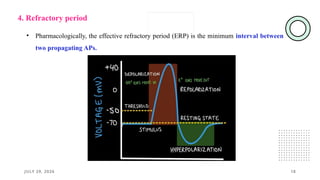 JULY 29, 2026 18
4. Refractory period
• Pharmacologically, the effective refractory period (ERP) is the minimum interval between
two propagating APs.
 