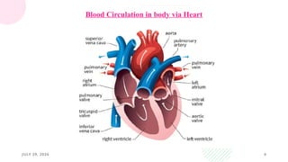 JULY 29, 2026 4
Blood Circulation in body via Heart
 