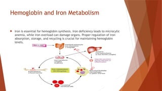Hemoglobin and Iron Metabolism
 Iron is essential for hemoglobin synthesis. Iron deficiency leads to microcytic
anemia, while iron overload can damage organs. Proper regulation of iron
absorption, storage, and recycling is crucial for maintaining hemoglobin
levels.
 