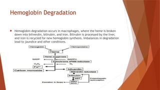 Hemoglobin Degradation
 Hemoglobin degradation occurs in macrophages, where the heme is broken
down into biliverdin, bilirubin, and iron. Bilirubin is processed by the liver,
and iron is recycled for new hemoglobin synthesis. Imbalances in degradation
lead to jaundice and other conditions.
 