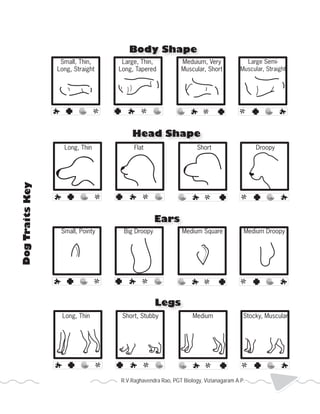 Body Shape 
Head Shape 
Ears 
Legs 
Dog Traits Key 
Small, Thin, 
Long, Straight 
Large, Thin, 
Long, Tapered 
Meduium, Very 
Muscular, Short 
Large Semi- 
Muscular, Straight 
Long, Thin Flat Short Droopy 
Small, Pointy Big Droopy Medium Square Medium Droopy 
Long, Thin Short, Stubby Medium Stocky, Muscular 
R.V.Raghavendra Rao, PGT Biology, Vizianagaram A.P. 2013 Heredity 
 