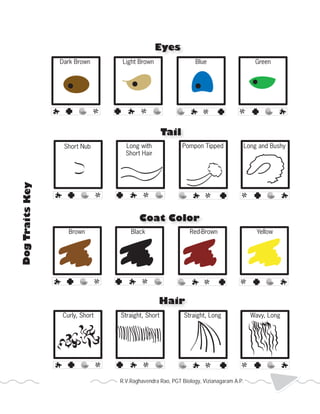 Eyes 
Dark Brown Light Brown Blue Green 
Tail 
Coat Color 
Hair 
Short Nub Long with 
Short Hair 
Pompon Tipped Long and Bushy 
Brown Black Red-Brown Yellow 
Curly, Short Straight, Short Straight, Long Wavy, Long 
Dog Traits Key 
R.V.Raghavendra Rao, PGT Biology, Vizianagaram A.P. 2013 Heredity 
 