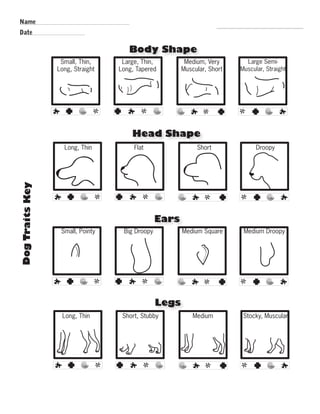 Body Shape 
Head Shape 
Ears 
Legs 
Dog Traits Key 
Small, Thin, 
Long, Straight 
Large, Thin, 
Long, Tapered 
Medium, Very 
Muscular, Short 
Large Semi- 
Muscular, Straight 
Long, Thin Flat Short Droopy 
Small, Pointy Big Droopy Medium Square Medium Droopy 
Long, Thin Short, Stubby Medium Stocky, Muscular 
Name 
Date 
R.V.Raghavendra Rao 
Department of Biology 
 