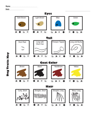 Eyes 
R.V.Raghavendra Rao 
Dark Brown Light Brown Blue Green 
Tail 
Coat Color 
Hair 
Short Nub Long with 
Short Hair 
Pompon Tipped Long and Bushy 
Brown Black Red-Brown Yellow 
Curly, Short Straight, Short Straight, Long Wavy, Long 
Name 
Date 
Dog Traits Key 
Department of Biology 
 