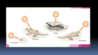 Homeostasis Introduction Introduction to homeostasis | PPTX
