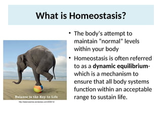 Homeostasis Introduction Introduction Homeostasis on the plant that important | PPT