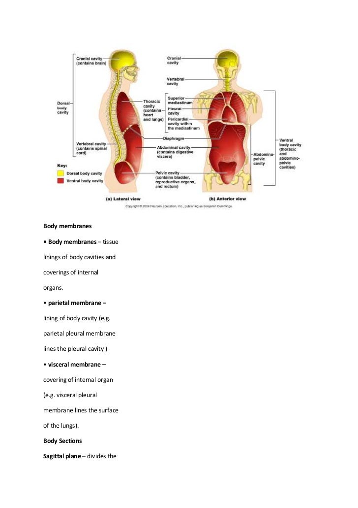 Basic Human Anatomy Terminology