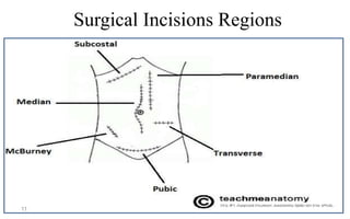 Introduction to human anatomy | PPTX