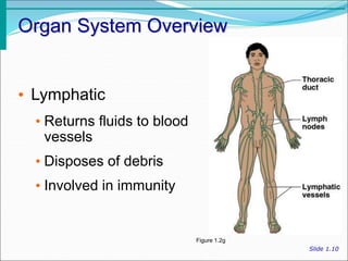 Introduction to Human Anatomy.ppt
