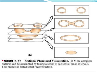 Introduction to Human Anatomy.ppt