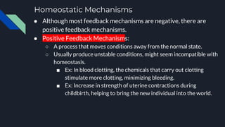 Homeostatic Mechanisms
● Although most feedback mechanisms are negative, there are
positive feedback mechanisms.
● Positive Feedback Mechanisms:
○ A process that moves conditions away from the normal state.
○ Usually produce unstable conditions, might seem incompatible with
homeostasis.
■ Ex: In blood clotting, the chemicals that carry out clotting
stimulate more clotting, minimizing bleeding.
■ Ex: Increase in strength of uterine contractions during
childbirth, helping to bring the new individual into the world.
 