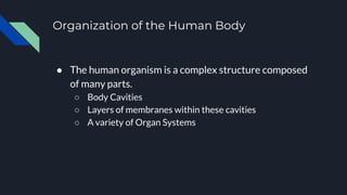 Organization of the Human Body
● The human organism is a complex structure composed
of many parts.
○ Body Cavities
○ Layers of membranes within these cavities
○ A variety of Organ Systems
 