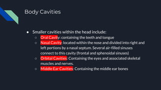 Body Cavities
● Smaller cavities within the head include:
○ Oral Cavity: containing the teeth and tongue
○ Nasal Cavity: located within the nose and divided into right and
left portions by a nasal septum. Several air-filled sinuses
connect to this cavity (frontal and sphenoidal sinuses)
○ Orbital Cavities: Containing the eyes and associated skeletal
muscles and nerves.
○ Middle Ear Cavities: Containing the middle ear bones
 