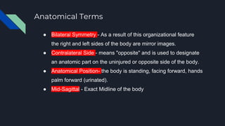 Anatomical Terms
● Bilateral Symmetry - As a result of this organizational feature
the right and left sides of the body are mirror images.
● Contralateral Side - means "opposite" and is used to designate
an anatomic part on the uninjured or opposite side of the body.
● Anatomical Position- the body is standing, facing forward, hands
palm forward (urinated).
● Mid-Sagittal - Exact Midline of the body
 