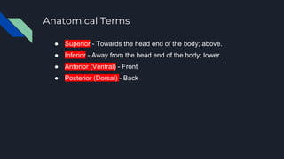 Anatomical Terms
● Superior - Towards the head end of the body; above.
● Inferior - Away from the head end of the body; lower.
● Anterior (Ventral) - Front
● Posterior (Dorsal) - Back
 