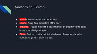 Anatomical Terms
● Medial- Toward the midline of the body
● Lateral - Away from the midline of the body
● Proximal - Nearer the point of attachment of an extremity to the trunk
or the point of origin of a part.
● Distal - Farther from the point of attachment of an extremity to the
trunk or the point of origin of a part
 