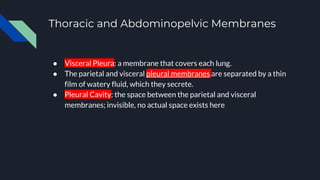 Thoracic and Abdominopelvic Membranes
● Visceral Pleura: a membrane that covers each lung.
● The parietal and visceral pleural membranes are separated by a thin
film of watery fluid, which they secrete.
● Pleural Cavity: the space between the parietal and visceral
membranes; invisible, no actual space exists here
 