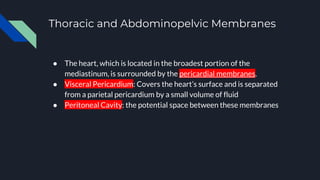 Thoracic and Abdominopelvic Membranes
● The heart, which is located in the broadest portion of the
mediastinum, is surrounded by the pericardial membranes.
● Visceral Pericardium: Covers the heart’s surface and is separated
from a parietal pericardium by a small volume of fluid
● Peritoneal Cavity: the potential space between these membranes
 