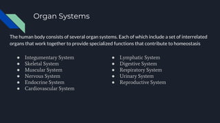Organ Systems
The human body consists of several organ systems. Each of which include a set of interrelated
organs that work together to provide specialized functions that contribute to homeostasis
● Integumentary System
● Skeletal System
● Muscular System
● Nervous System
● Endocrine System
● Cardiovascular System
● Lymphatic System
● Digestive System
● Respiratory System
● Urinary System
● Reproductive System
 