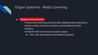 Organ Systems - Body Covering
● Integumentary System
○ Protects the underlying tissues to help regulate body temperature,
house a variety of sensory receptors, and synthesize certain
products.
○ Include the skin and various accessory organs
■ Hair, nails, sweat glands, and sebaceous glands.
 