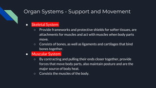 Organ Systems - Support and Movement
● Skeletal System
○ Provide frameworks and protective shields for softer tissues, are
attachments for muscles and act with muscles when body parts
move.
○ Consists of bones, as well as ligaments and cartilages that bind
bones together.
● Muscular System
○ By contracting and pulling their ends closer together, provide
forces that move body parts, also maintain posture and are the
major source of body heat.
○ Consists the muscles of the body.
 
