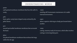 UNDERSTANDING WORDS
pariet-
wall: parietal membrane-membranethat lines the wall of a
cavity.
pelv-
basin: pelvic cavity-basin-shaped cavity enclosed by the
pelvic bones.
peri-
around: pericardial membrane-membranethat surrounds
the heart.
pleur-
rib: pleural membrane-membranethat encloses the lungs
within therib cage.
-stasis
standing still: homeostasis-maintenance of a stable
internalenvironment.
super-
above: superior-referringto a body part located above
another.
-tomy
cutting: anatomy-studyof structure, which often involves
cutting or removingbody parts.
 