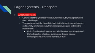 Organ Systems - Transport
● Lymphatic System
○ Composed of the lymphatic vessels, lymph nodes, thymus, spleen and a
fluid called lymph.
○ Transports some of the tissue fluid back to the bloodstream and carries
certain fatty substances away from the digestive organs and into the
bloodstream.
■ Cells of the lymphatic system are called lymphocytes, they defend
the body against infections by removing disease-causing
microorganisms and viruses from tissue fluid.
 
