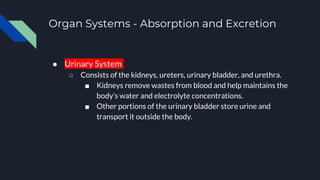 Organ Systems - Absorption and Excretion
● Urinary System
○ Consists of the kidneys, ureters, urinary bladder, and urethra.
■ Kidneys remove wastes from blood and help maintains the
body’s water and electrolyte concentrations.
■ Other portions of the urinary bladder store urine and
transport it outside the body.
 