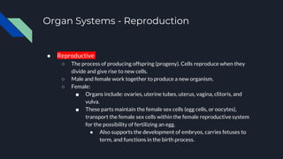 Organ Systems - Reproduction
● Reproductive
○ The process of producing offspring (progeny). Cells reproduce when they
divide and give rise to new cells.
○ Male and female work together to produce a new organism.
○ Female:
■ Organs include: ovaries, uterine tubes, uterus, vagina, clitoris, and
vulva.
■ These parts maintain the female sex cells (egg cells, or oocytes),
transport the female sex cells within the female reproductive system
for the possibility of fertilizing an egg.
● Also supports the development of embryos, carries fetuses to
term, and functions in the birth process.
 