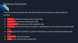 Relative Positions
Terms or relative position describe the location of one body part with respect to
another.
● Bilateral: paired structures, one on each side
● Ipsilateral: structures on the same side
● Contralateral: structures on the opposite side
● Proximal: part that is closer to a point of attachment to the trunk than another body
part
● Distal: part that is farther to a point of attachment to the trunk than another body
part
● Superficial: near the surface
● Deep: more internal than superficial
 